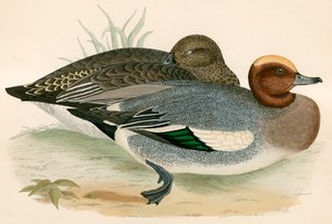 wigeon